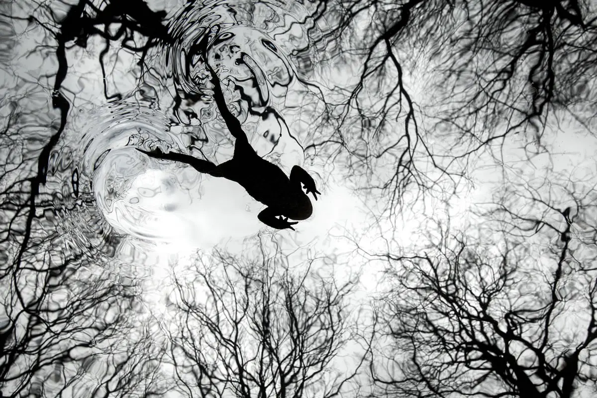 2026 British Wildlife Photography Awards: A Stunning Toad Portrait Takes Top Prize