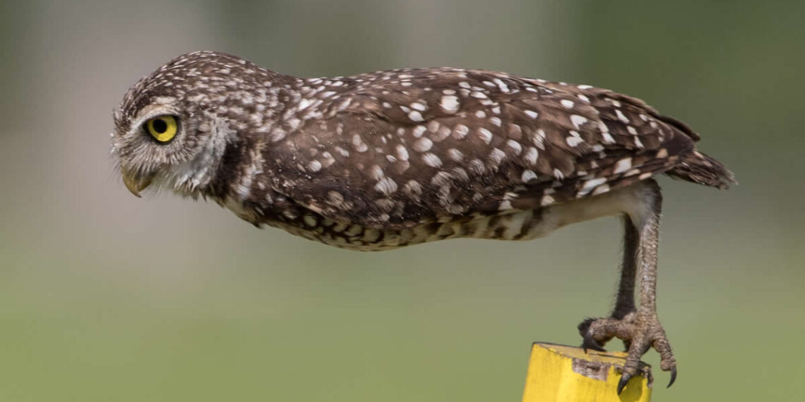 Call for Entries: 17 Iconic Outtakes to Inspire Your 2026 Comedy Wildlife Submissions