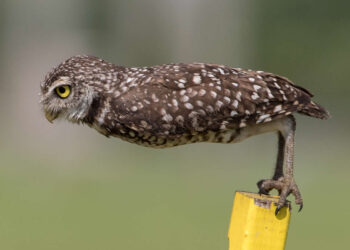 Call for Entries: 17 Iconic Outtakes to Inspire Your 2026 Comedy Wildlife Submissions