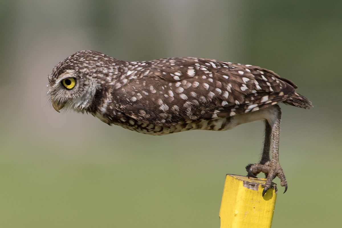 Call for Entries: 17 Iconic Outtakes to Inspire Your 2026 Comedy Wildlife Submissions