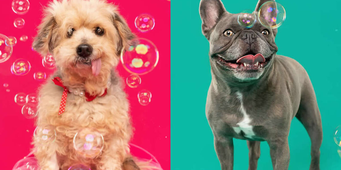 Photographer Sarah DeRemer Capture the Dogs With Bubbles