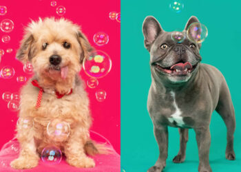 Photographer Sarah DeRemer Capture the Dogs With Bubbles
