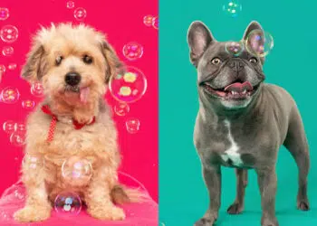 Photographer Sarah DeRemer Capture the Dogs With Bubbles