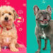 Photographer Sarah DeRemer Capture the Dogs With Bubbles