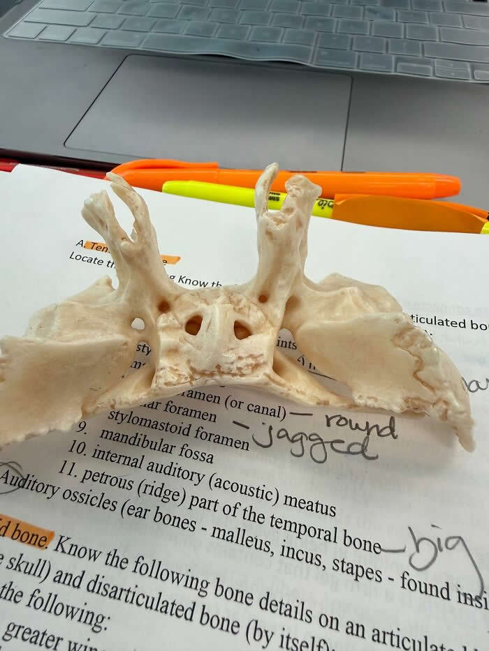 30 Public Objects Having a Total Meltdown 55 The underside view of a sphenoid bone from the human skull placed on an anatomy worksheet, where the bone’s openings and ridges resemble a tiny smiling face with horn-like shapes, creating a cute pareidolia effect in a lab setting.