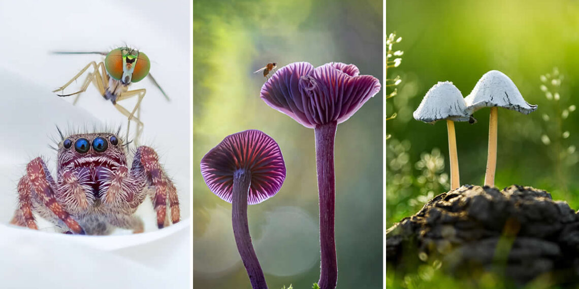 2026 International Garden Photographer of the Year Winners