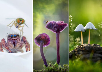 2026 International Garden Photographer of the Year Winners