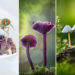 2026 International Garden Photographer of the Year Winners