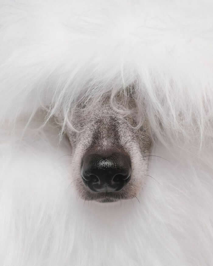 A Nose Peeking Through a Cloud of Fluff - Heartwarming Dog Portraits by Elke Vogelsang
