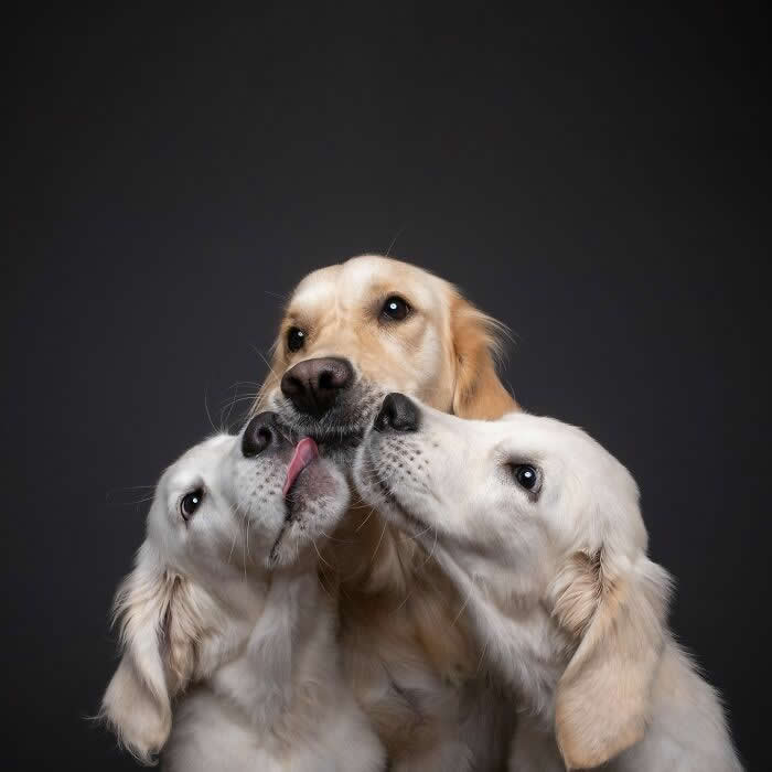 A Trio Bound by Love and Licks - Heartwarming Dog Portraits by Elke Vogelsang