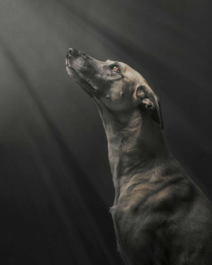 A Quiet Moment of Hope in the Light - Heartwarming Dog Portraits by Elke Vogelsang