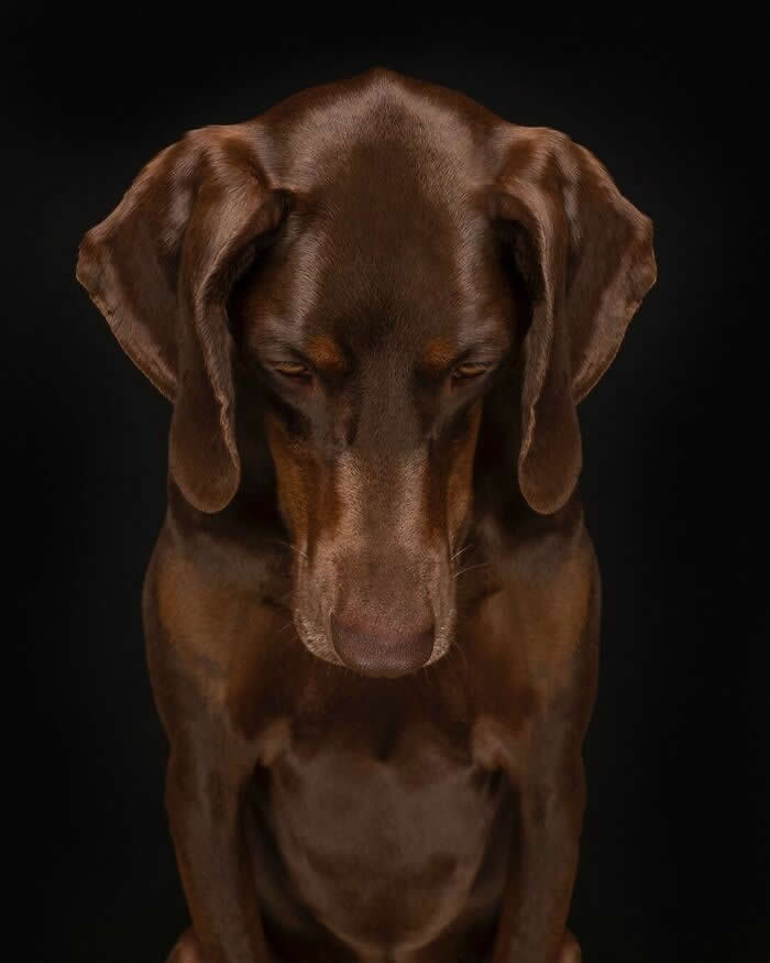 A Quiet Moment of Gentle Reflection - Heartwarming Dog Portraits by Elke Vogelsang