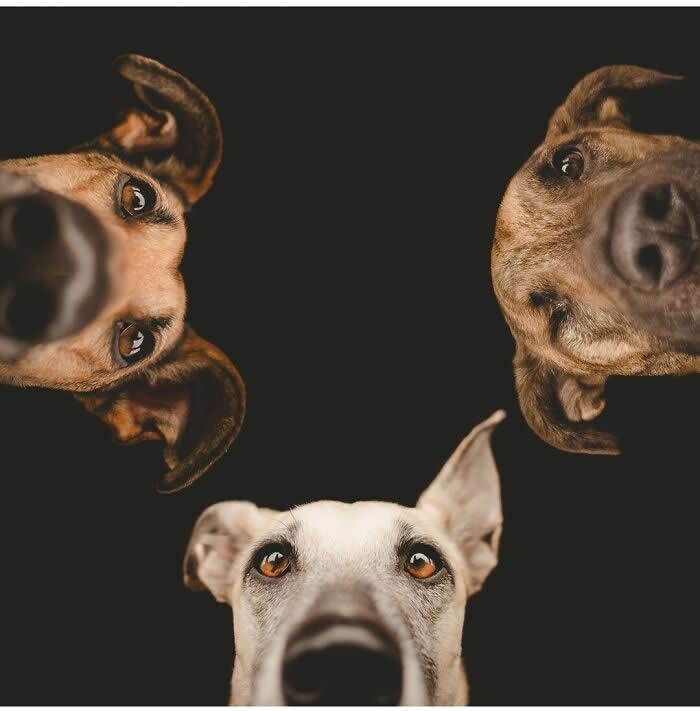 Three Curious Noses, One Big Friendship - Heartwarming Dog Portraits by Elke Vogelsang