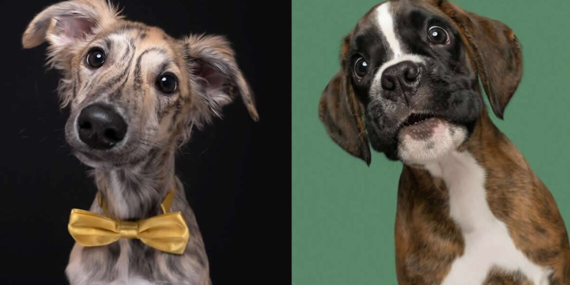 The Soul of a Dog: 30 Heartwarming Portraits by Elke Vogelsang That Will Make Your Day