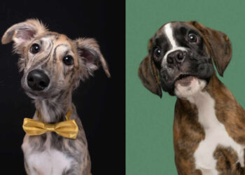 The Soul of a Dog: 30 Heartwarming Portraits by Elke Vogelsang That Will Make Your Day