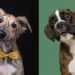 The Soul of a Dog: 30 Heartwarming Portraits by Elke Vogelsang That Will Make Your Day 39 The Soul of a Dog: 30 Heartwarming Portraits by Elke Vogelsang That Will Make Your Day