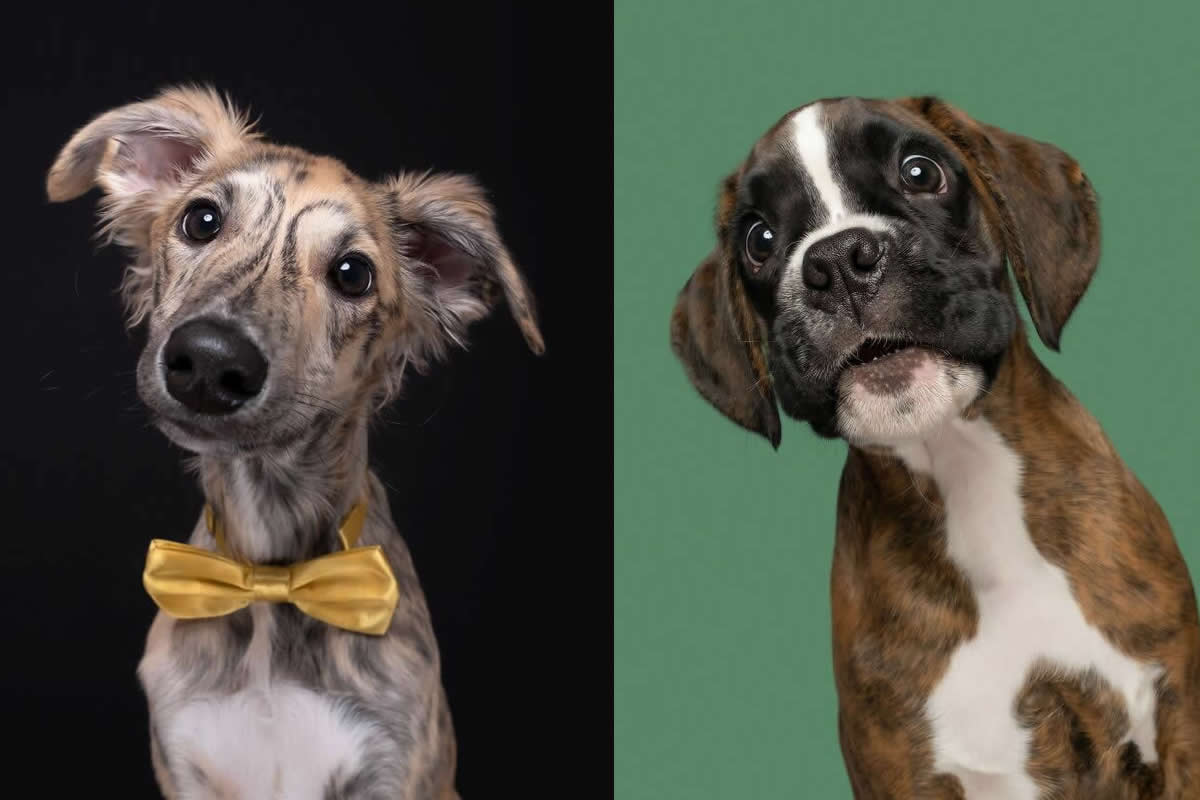 The Soul of a Dog: 30 Heartwarming Portraits by Elke Vogelsang That Will Make Your Day