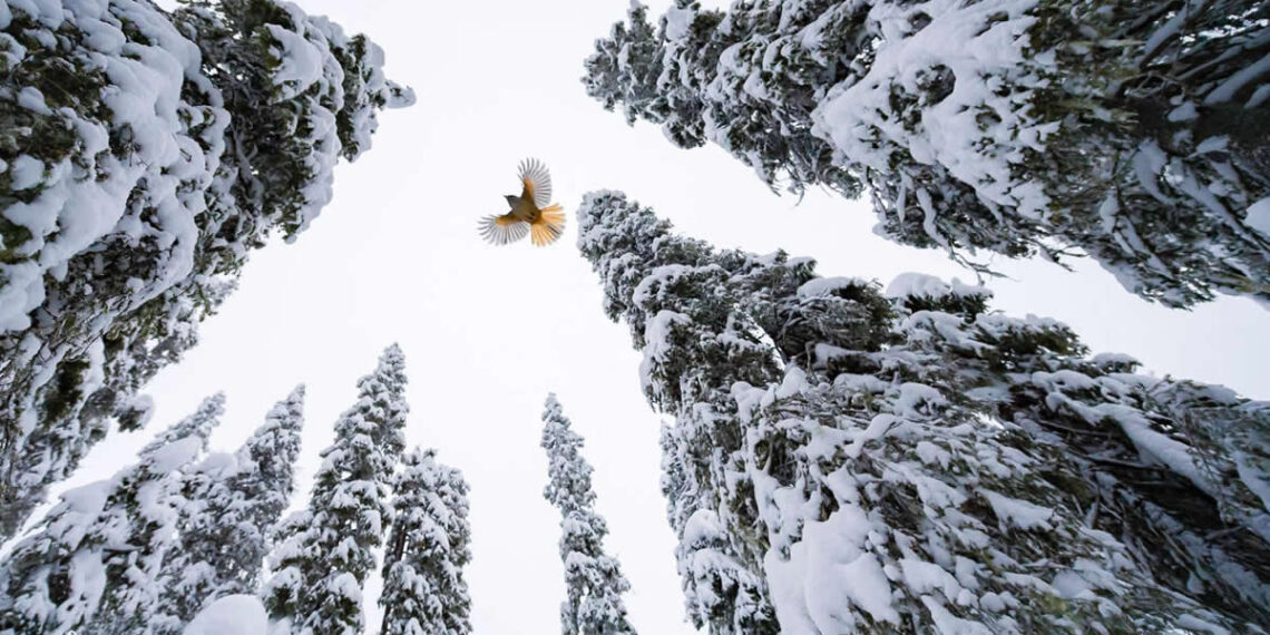 Award-Winning Photographer Lasse Kurkela Redefines Wildlife as Art