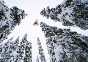 Award-Winning Photographer Lasse Kurkela Redefines Wildlife as Art