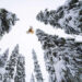 Beyond the Lens: How Award-Winning Photographer Lasse Kurkela Redefines Wildlife as Art 45 Award-Winning Photographer Lasse Kurkela Redefines Wildlife as Art