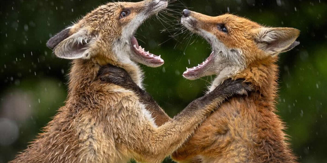 LCE Photographer of the Year 2026: Stunning Winners Revealed
