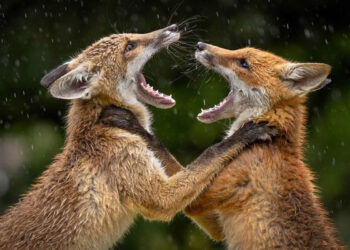 LCE Photographer of the Year 2026: Stunning Winners Revealed