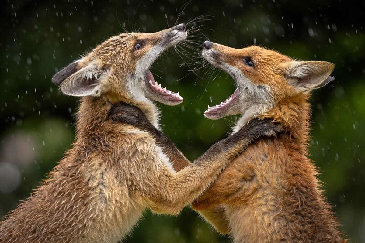 LCE Photographer of the Year 2026: Stunning Winners Revealed