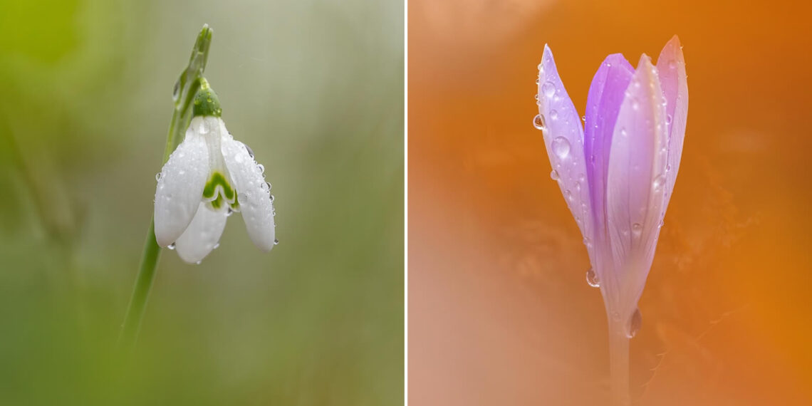 Macro Mastery: Why the Sony 100mm Was Kyle van Bavel’s Secret Weapon This Spring