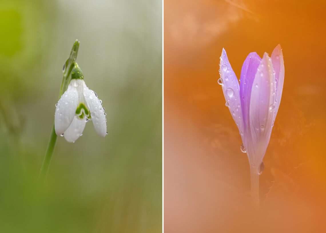 26 Stunning Examples of Geometrical Symmetry Found in Nature