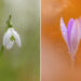Macro Mastery: Why the Sony 100mm Was Kyle van Bavel’s Secret Weapon This Spring