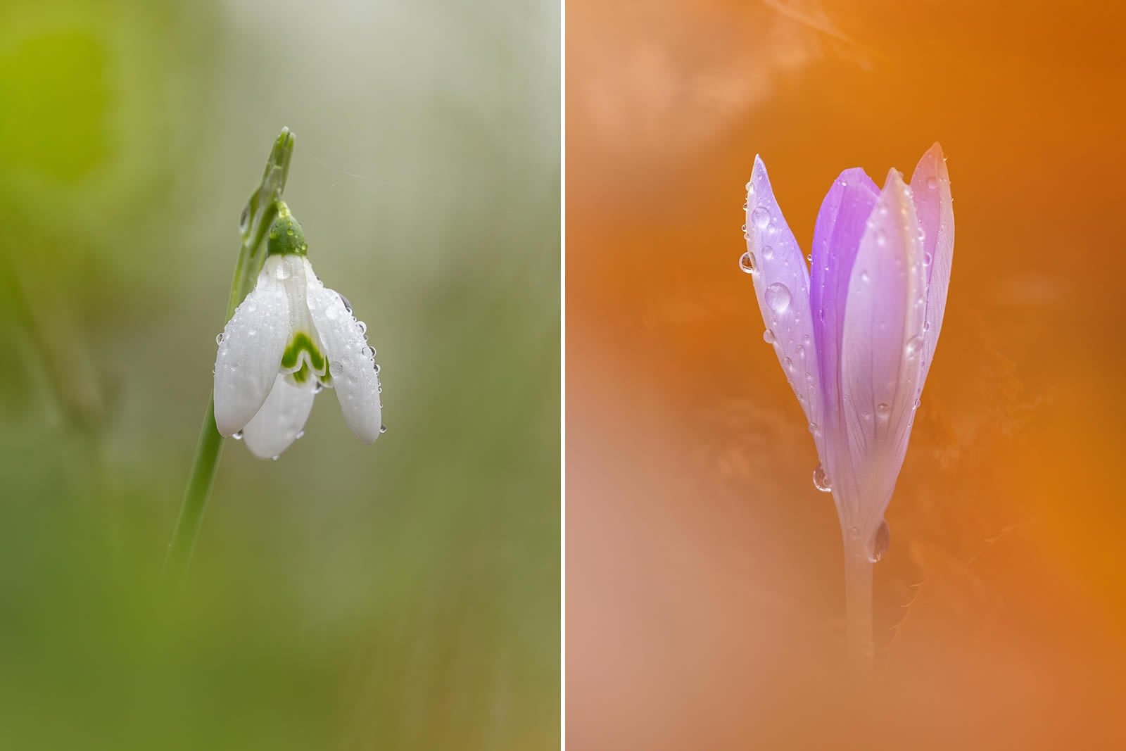 Macro Mastery: Why the Sony 100mm Was Kyle van Bavel’s Secret Weapon This Spring