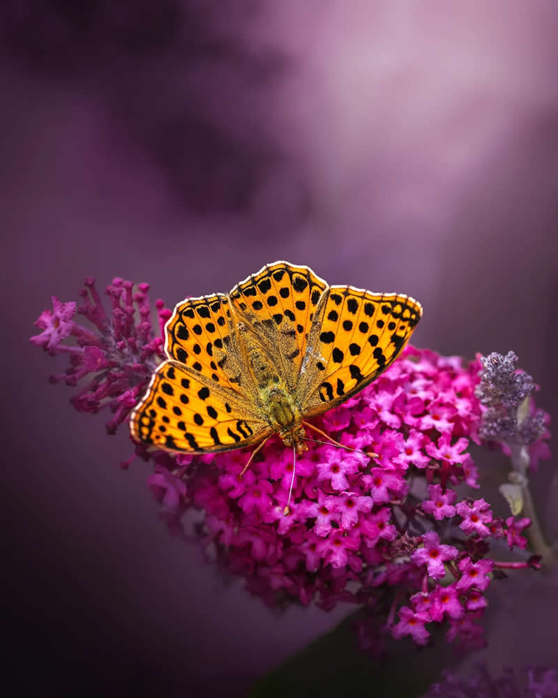 A vibrant orange butterfly with black spots resting on a cluster of bright pink flowers, captured in soft macro focus with a dreamy purple bokeh background.