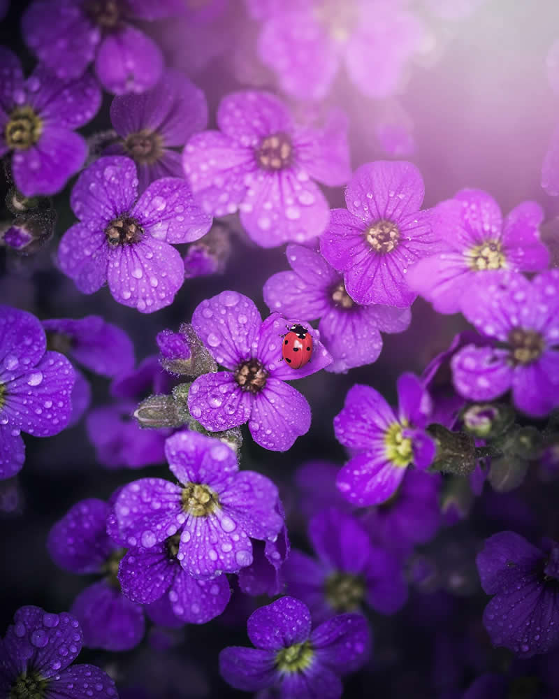 Macro image of a small red ladybug resting on vibrant purple flowers covered in water droplets, with a soft, dreamy bokeh background and gentle light.