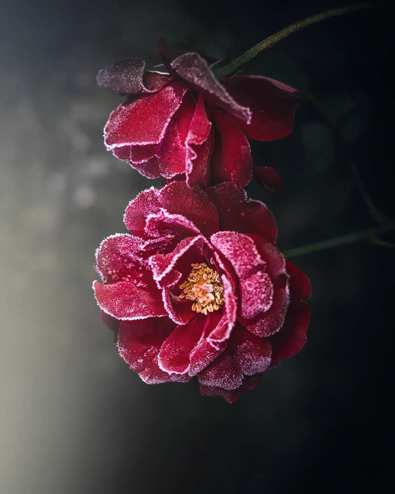 Macro photograph of deep red flowers edged with frost, revealing delicate icy textures on the petals against a dark, softly blurred background with moody lighting.