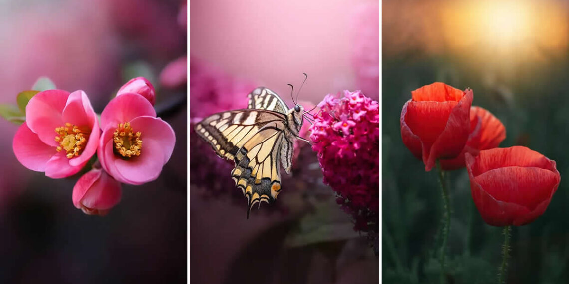 Macro Magic: 30 Ethereal Photos of Flowers and Butterflies by Andrea Dušková