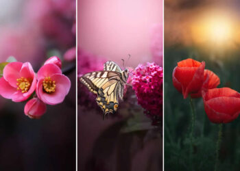 Macro Magic: 30 Ethereal Photos of Flowers and Butterflies by Andrea Dušková