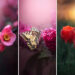 Macro Magic: 30 Ethereal Photos of Flowers and Butterflies by Andrea Dušková