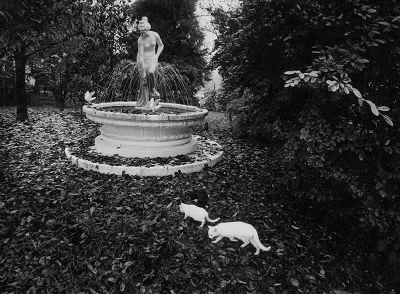 Italian Master Photographer Mario Lasalandra