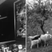 Master Photographer Janine Niépce: The Woman Who Documented a Changing France