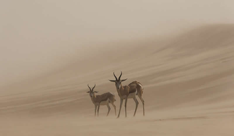 Two antelopes standing in a sandstorm in a desert, partially obscured by blowing sand, symbolizing resilience and survival.