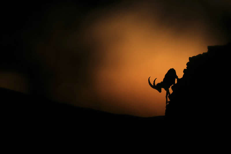 Silhouette of a mountain goat standing on a steep rocky cliff against a glowing orange sky at dusk.
