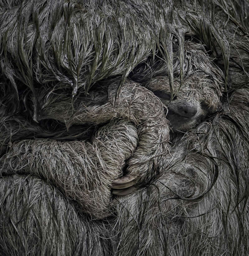 Close-up of a baby sloth nestled within its mother’s thick fur, blending into the texture while being held protectively.