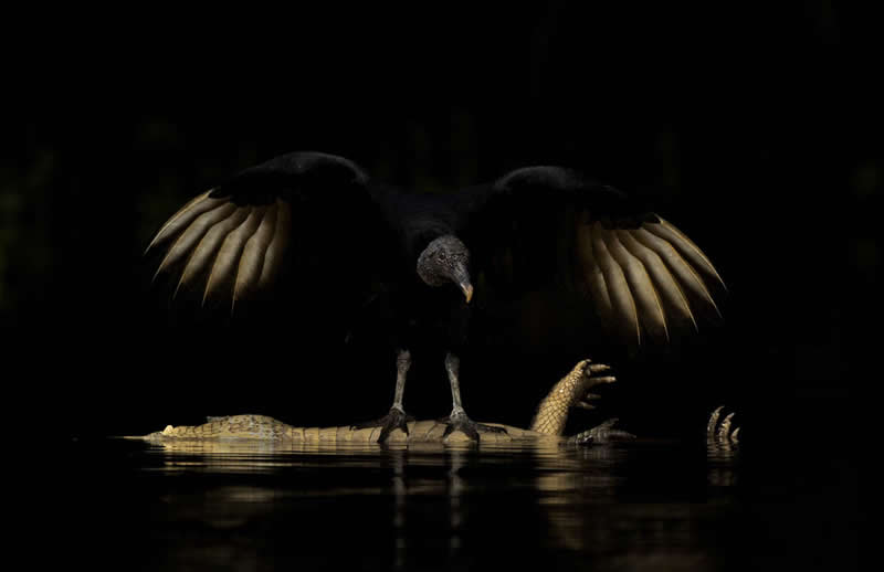 A vulture with wings spread standing on a dead crocodile in dark water, illuminated dramatically against a black background.