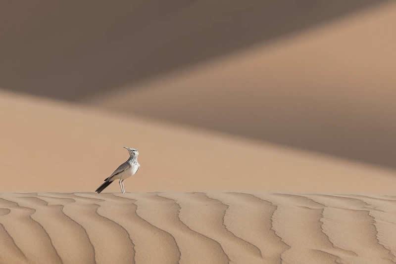 A small bird standing on rippled sand dunes in a desert, with smooth flowing patterns and soft light in the background.