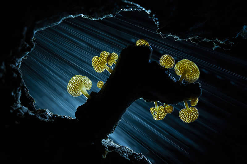 Glowing mushrooms growing on a branch inside a dark hollow, illuminated with streaks of light creating a dramatic and ethereal scene.