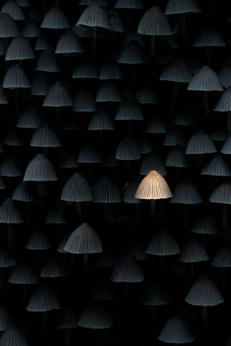 One illuminated mushroom among many dark mushrooms, standing out in contrast against a black background.
