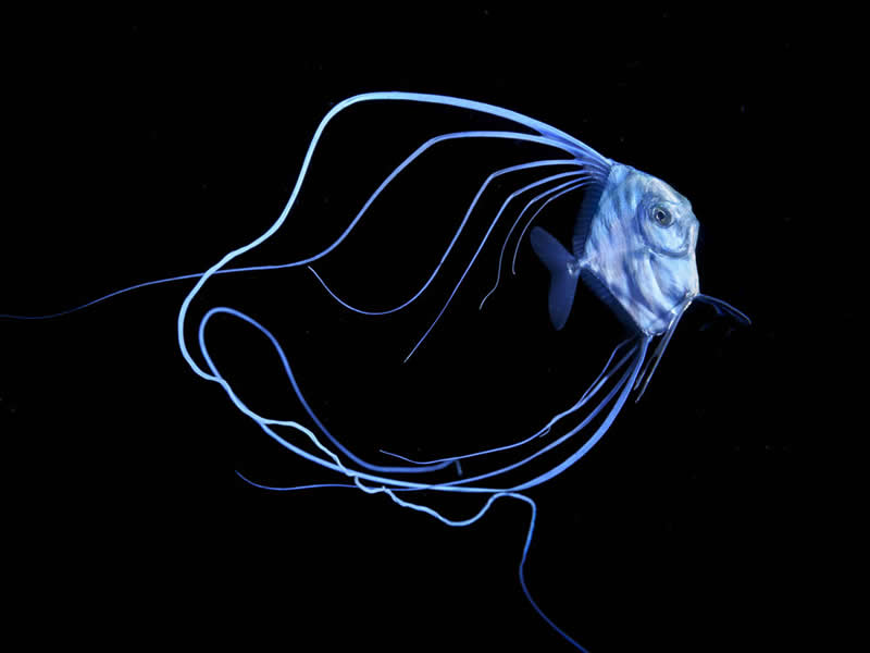A deep-sea fish with long glowing filaments swimming in dark water, illuminated against a black background.