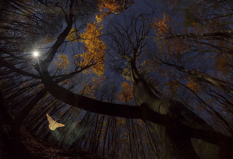A glowing moth flying in a forest at night with tall trees and moonlight illuminating branches and leaves from a low upward perspective.