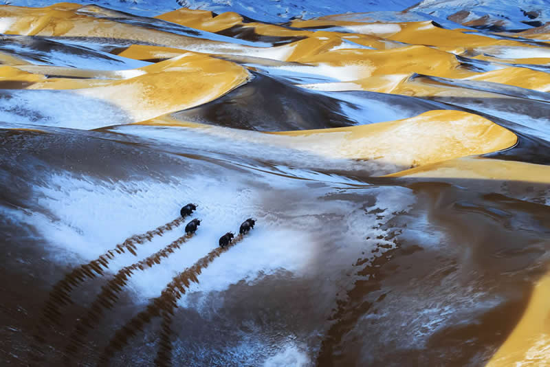 A small herd of animals walking across snowy sand dunes, leaving visible tracks in a patterned desert landscape.