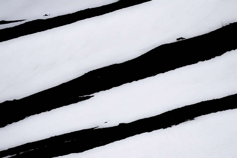 A lone fox walking across a snowy landscape with strong black and white contrasting patterns forming abstract stripes.